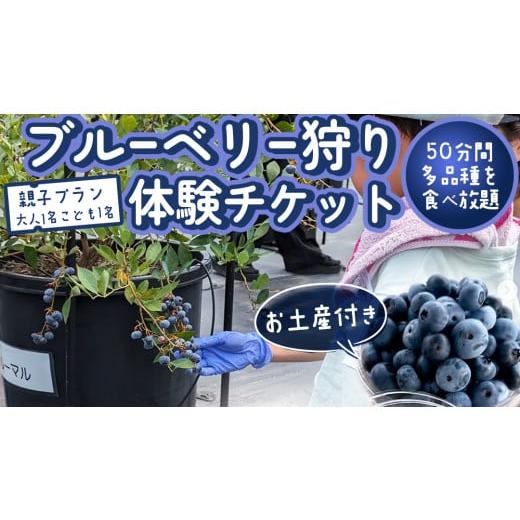 ふるさと納税 果物類 茨城県 桜川市 ブルーベリー狩り 体験チケット [親子プラン お土産付き] ブルーベリー ベリー 食べ比べ 食べ放題 収穫 収穫体験 体験 …