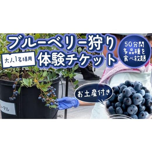 ふるさと納税 果物類 茨城県 桜川市 ブルーベリー狩り 体験チケット [大人1名様プラン お土産付き] ブルーベリー ベリー 食べ比べ 食べ放題 収穫 収穫体験 …
