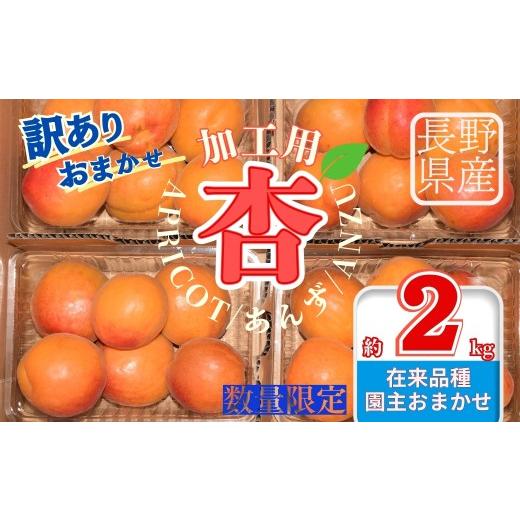 ふるさと納税 果物類 長野県 千曲市 訳あり あんず おまかせ加工用 計約2kg| 杏子 アプリコット 信州 長野県 千曲市