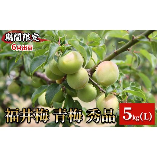 ふるさと納税 果物類 福井県 おおい町 期間限定・6月出荷 福井梅 青梅 秀品 5kg L 紅映(ベニサシ) 紅映(ベニサシ)