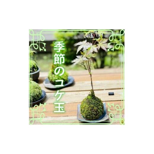 ふるさと納税 花・苗木 盆栽 茨城県 ひたちなか市 季節の手作りコケ玉 5月以降順次発送_1
