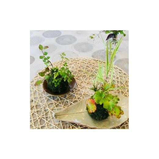ふるさと納税 花・苗木 盆栽 茨城県 ひたちなか市 季節の手作りコケ玉 5月以降順次発送_2