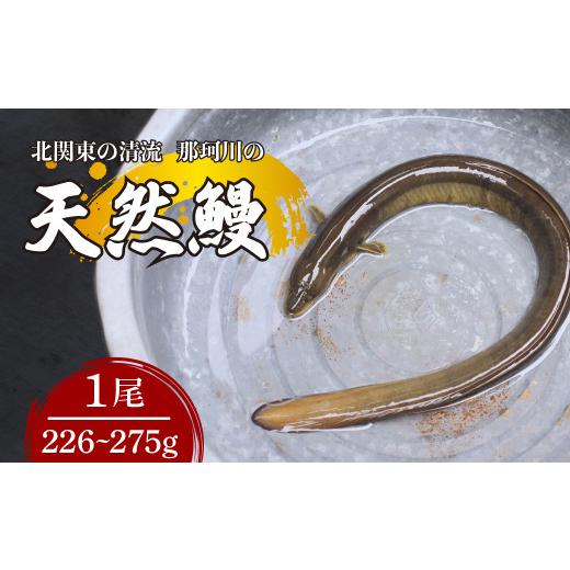 ふるさと納税 うなぎ 栃木県 茂木町 天然鰻北関東の清流「那珂川産」 1尾 226〜275g 真空冷凍 | 鰻 うなぎ ウナギ 天然 天然うなぎ 希少 貴重 鮮魚 新鮮 北関…