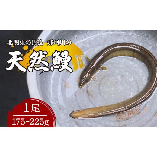 ふるさと納税 うなぎ 栃木県 茂木町 天然鰻 北関東の清流「那珂川産」 1尾 175〜225g 真空冷凍 | 鰻 うなぎ ウナギ 天然 天然うなぎ 希少 貴重 鮮魚 新鮮 北関…