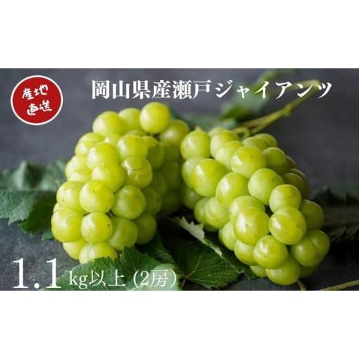 ふるさと納税 ぶどう 岡山県 瀬戸内市 厳選 瀬戸ジャイアンツ 2房 合計1.1kg以上 産地直送 朝採れ ぶどう 葡萄 Kawahara Green Farm 岡山県産 2026年 先行予約…