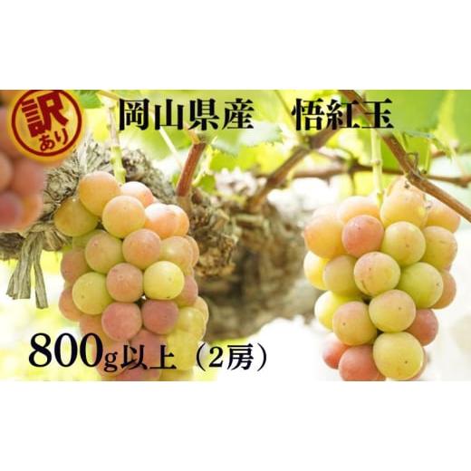 ふるさと納税 ぶどう 岡山県 瀬戸内市 訳あり 悟紅玉 旧ゴルビー 2房 合計800g以上 産地直送 朝採れ ぶどう 葡萄 岡山 Kawahara Green Farm 岡山県産 2026年 …