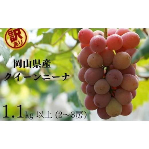 ふるさと納税 ぶどう 岡山県 瀬戸内市 訳あり クイーンニーナ 2〜3房 合計1.1kg以上 産地直送 朝採れ ぶどう 葡萄 岡山 Kawahara Green Farm 岡山県産 2026年 …
