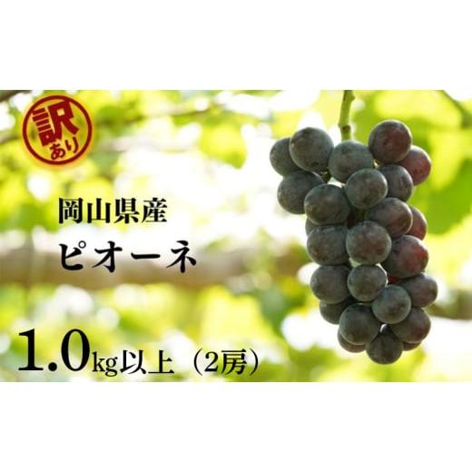 ふるさと納税 ぶどう 巨峰 岡山県 瀬戸内市 訳あり ニューピオーネ 2房 合計1.0kg以上 産地直送 朝採れ ぶどう 葡萄 岡山 Kawahara Green Farm 岡山県産 2026…