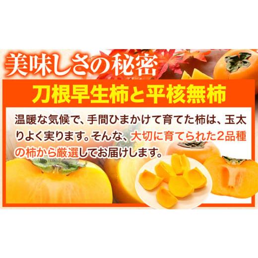ふるさと納税 果物類 柿 和歌山県 紀の川市  ご家庭用／訳あり たねなし柿 約7.5kg《2026年9月中旬-11月上旬頃より出荷予定》 和歌山県 紀の川市 柿 カキ かき…_3