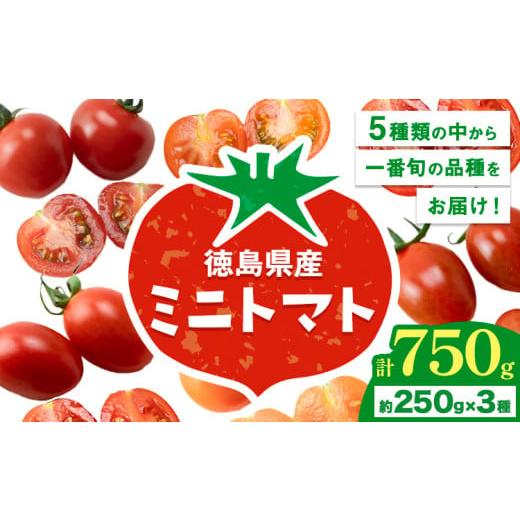 ふるさと納税 トマト ミニトマト 徳島県 美馬市 ミニトマト 750g ( 250g × 3種類 )《11月上旬-6月末頃出荷》ヴェリタス株式会社 徳島県 美馬市 青果物 野菜 …_1
