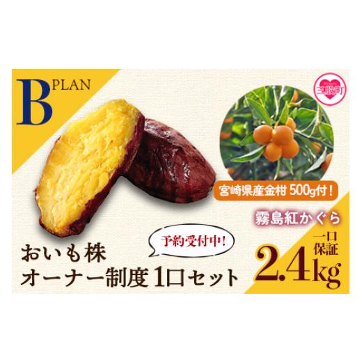 ふるさと納税 野菜類 サツマイモ 宮崎県 三股町 期間限定 B おいも株オーナー制度1口セット2株 霧島紅かぐら(最低2.4kg保証)+特産品 12月中旬頃に熟成さ…