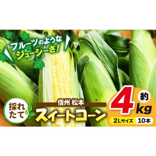 ふるさと納税 とうもろこし 長野県 松本市 先行受付:2026年発送 信州産 採れたてスイートコーン 約4kg(2Lサイズ10本) |ふるさと納税 信州 松本 松本市 信…