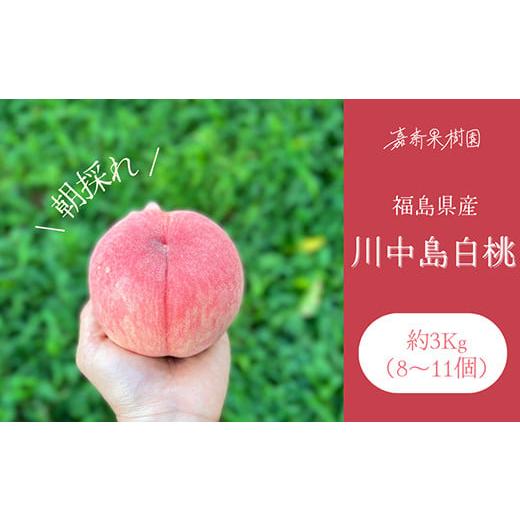 ふるさと納税 もも 福島県 須賀川市  先行受付 嘉斎果樹園の桃「川中島白桃」約3kg（8〜11個） もも モモ 桃 デザート フルーツ 果物 くだもの 果実 食品 F7X-…の画像