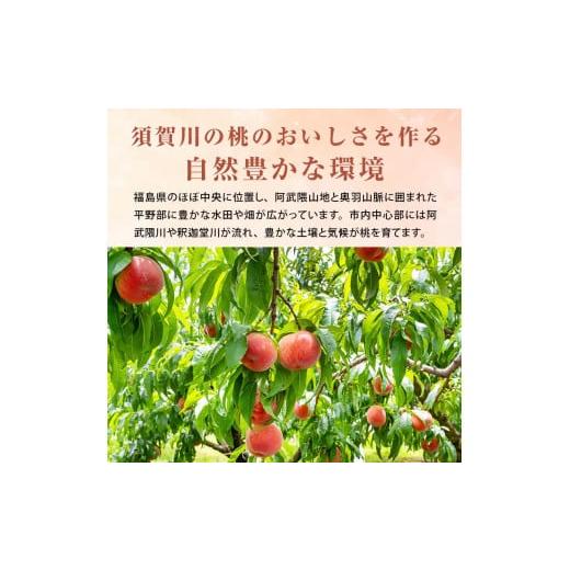 ふるさと納税 もも 福島県 須賀川市  先行受付 嘉斎果樹園の桃「川中島白桃」約3kg（8〜11個） もも モモ 桃 デザート フルーツ 果物 くだもの 果実 食品 F7X-…の画像