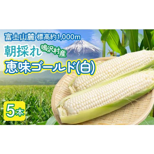 w32お客様感謝セール山梨の甘〜い朝採れ❗️ヤングコーン 200本以上おまけ付き ふるさと納税 とうもろこし 山梨県 鳴沢村 2026年発送 とうもろこし 恵