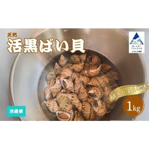 ふるさと納税 アワビ・ホタテ・他 石川県 小松市 季節限定 活黒ばい貝 (あずき貝)1kg | 石川県 小松市 石川県漁業協同組合小松支所