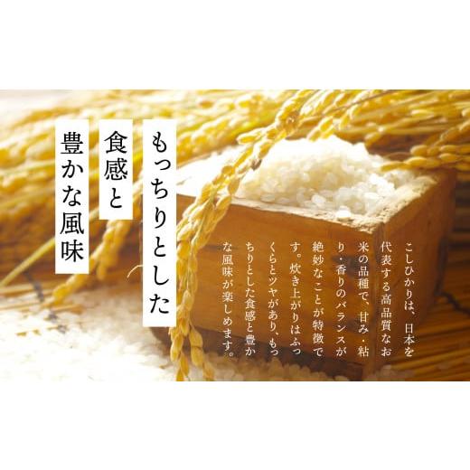 ふるさと納税 米 コシヒカリ 福島県 二本松市 定期便 こしひかり5kg×全