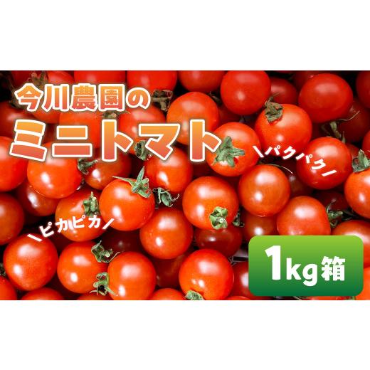 ふるさと納税 トマト ミニトマト 愛知県 田原市 ふるさと納税 先行予約 今川農園のミニトマト 1kg 先行予約受付 期間限定 季節限定 野菜 国産 完熟 やさい フ…