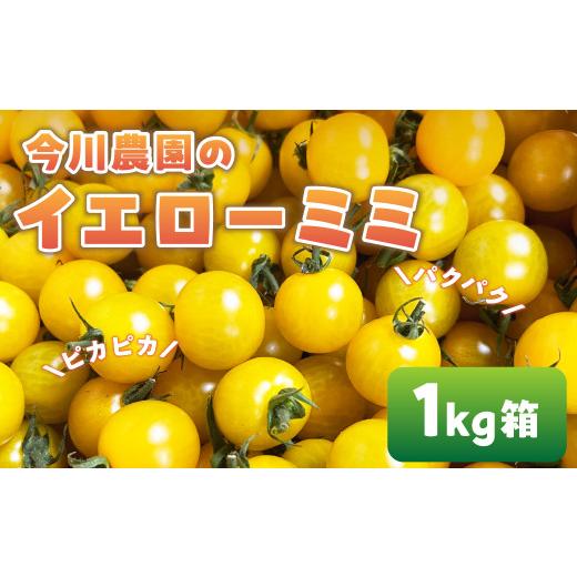 ふるさと納税 トマト ミニトマト 愛知県 田原市 ふるさと納税 先行予約 今川農園のミニトマト イエローミミ 1kg 先行予約受付 期間限定 季節限定 野菜 国産 …