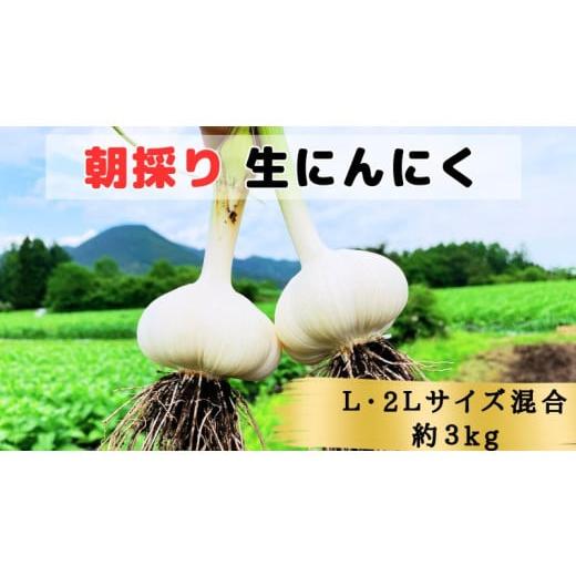ふるさと納税 野菜類 薬味 青森県 田子町 生にんにく田子町産 (なま) L＆2L size『3kg』_1