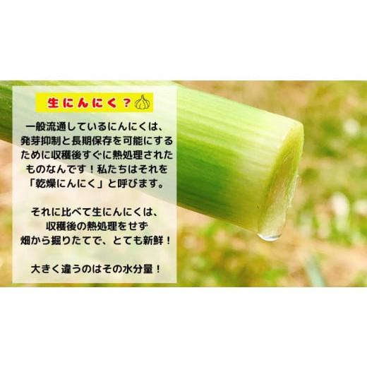 ふるさと納税 野菜類 薬味 青森県 田子町 生にんにく田子町産 (なま) L＆2L size『3kg』_3