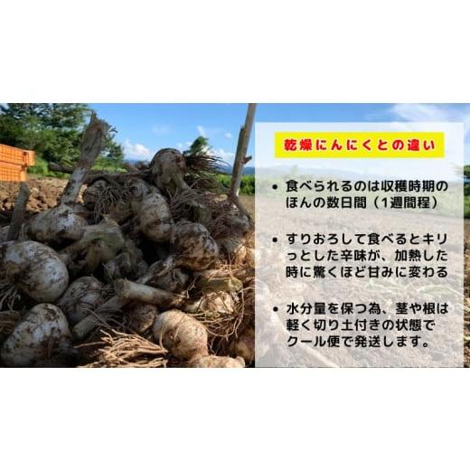 ふるさと納税 野菜類 薬味 青森県 田子町 生にんにく田子町産 (なま) L＆2L size『3kg』_4