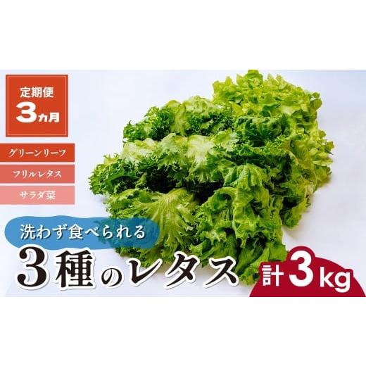 ふるさと納税 野菜類 埼玉県 東松山市 定期便3ヵ月 洗わず食べられる・室内水耕栽培 3種のレタス 1回1kg(500g×2袋)×3ヵ月 | レタス 野菜 大容量 新鮮レタス…