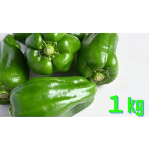 ふるさと納税 野菜類 岩手県 陸前高田市 先行予約 農家直送 ピーマン 1kg 品種:ニューエース 野菜 夏野菜 産地直送 新鮮 軍見洞農園 RT2829 ピーマン(ニュー…
