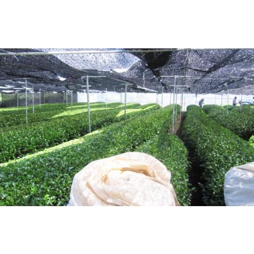 ふるさと納税 お茶類 緑茶（茶葉・ティーバッグ） 滋賀県 長浜市  全6回定期便 お茶 水出し緑茶（5ｇ×15P）3袋 滋賀県長浜市／株式会社浜宇治園 AQBU017 定期…の画像