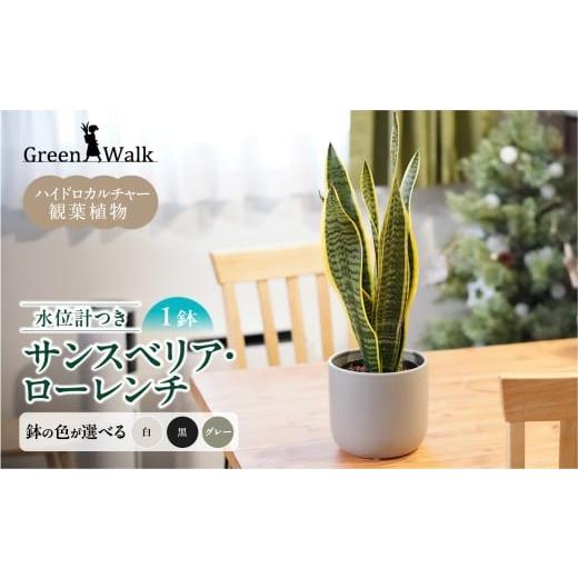 ふるさと納税 雑貨・日用品 インテリア 愛知県 豊橋市 サンスベリアローレンチ (鉢色:グレー) モノトーン130陶器鉢 水位計つきセット インテリア 緑 グリー…