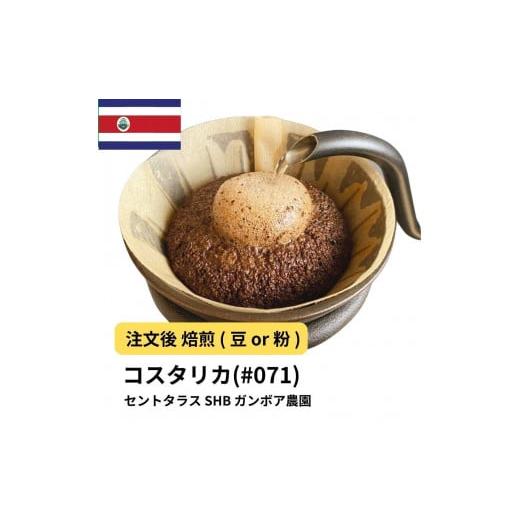 ふるさと納税 コーヒー コーヒー粉 大阪府 堺市 粉 コーヒー #071 コスタリカ セントタラス SHB ガンボア農園 310g 当日焙煎 大山珈琲 中挽き