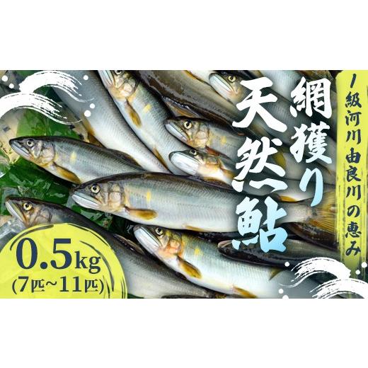 ふるさと納税 川魚 あゆ 京都府 綾部市 2026年夏発送 天然鮎 網獲り 約0.5kg(約7匹〜11匹) 由良川の網獲り 由良川漁協 鮮魚 生魚 活魚 あゆ 鮎 新鮮 魚 さ…