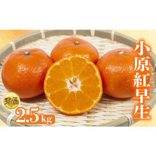 ふるさと納税 果物類 みかん 香川県 丸亀市 2026年1月初旬より順次発送 秀品 小原紅早生 約2.5kg みかん 甘い ミカン 蜜柑 フルーツ 果物 くだもの 柑橘 柑橘…