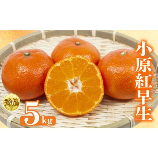 ふるさと納税 果物類 みかん 香川県 丸亀市 2026年1月初旬より順次発送 秀品 小原紅早生 約5kg みかん 甘い ミカン 蜜柑 フルーツ 果物 くだもの 柑橘 柑橘類…