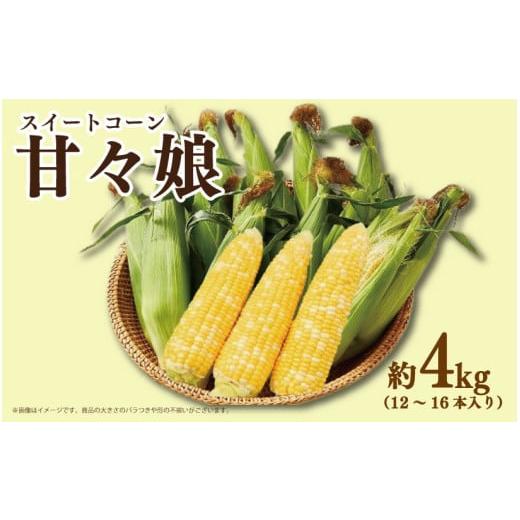 ふるさと納税 とうもろこし 徳島県 吉野川市 先行予約 とうもろこし 甘々娘 4kg 2026年発送分 スイートコーン 冷蔵 コーン 野菜 やさい 新鮮 サラダ 醤油 バ…