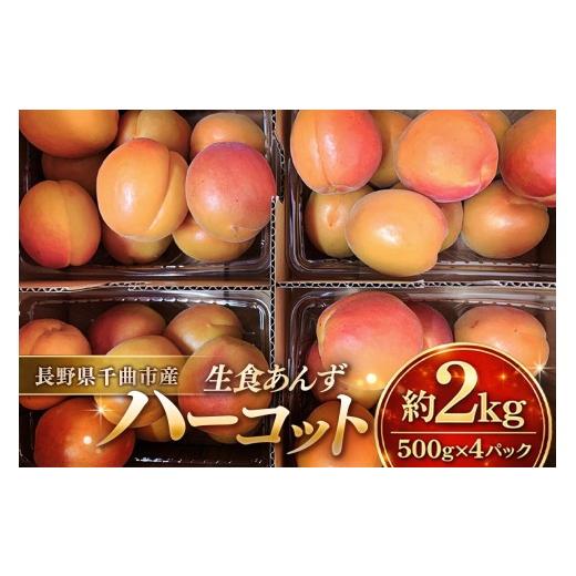 ふるさと納税 果物類 長野県 千曲市 2026年先行予約 数量限定 あんず ハーコット 生食用 約2kg | 杏子 アンズ アプリコット 果物 くだもの フルーツ 2kg 2キ…