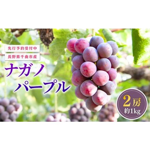 ふるさと納税 果物類 ぶどう 長野県 千曲市 2026年先行予約 ぶどう 家庭用 ナガノパープル 約1kg 2房 | 葡萄 赤ぶどう フルーツ 果物 千曲市 長野県産 信州