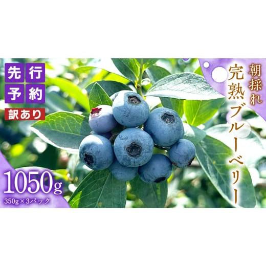 ふるさと納税 果物類 茨城県 牛久市 先行予約 訳あり 朝採れ 完熟 ブルーベリー 1050g ( 350g × 3パック ) 2026年 7月中旬頃より発送開始 ぶるーべりー フル…