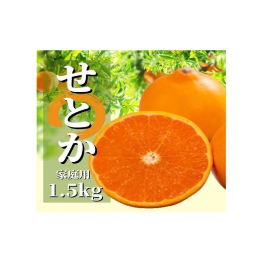 ふるさと納税 みかん・柑橘類 愛媛県 松山市 2027年2月頃から順次発送 せとか 家庭用 約1.5kg | 愛媛 みかん 蜜柑 柑橘 果物 くだもの フルーツ お取り寄せ …