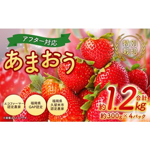 ふるさと納税 いちご 福岡県 直方市 2026年 1月発送 アフター対応 特別栽培あまおう 約300g×4パック イチゴ 苺 いちご 北海道・沖縄・離島配送不可 2026年 1…