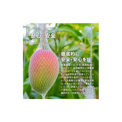 ふるさと納税 果汁飲料 マンゴー 福岡県 久留米市  2026年6月以降お届け 極 完熟マンゴー（3玉：約1.3kg）_完熟マンゴー 3玉 約 1.3kg 久留米産 平均糖度 17…の画像
