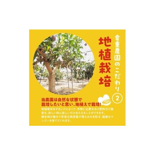 ふるさと納税 果汁飲料 マンゴー 福岡県 久留米市  2026年6月以降お届け 極 完熟マンゴー（3玉：約1.3kg）_完熟マンゴー 3玉 約 1.3kg 久留米産 平均糖度 17…の画像