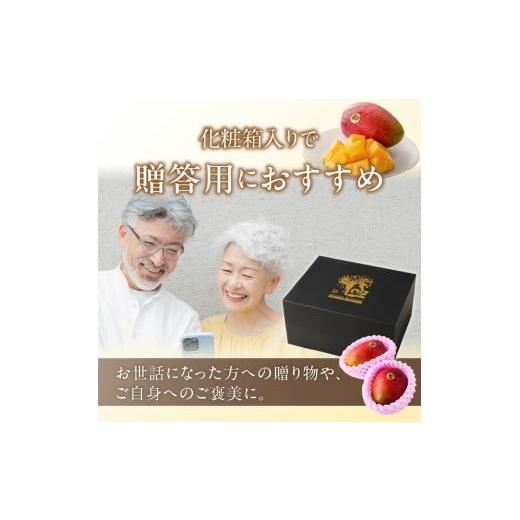 ふるさと納税 果汁飲料 マンゴー 福岡県 久留米市  2026年6月以降お届け 極 完熟マンゴー（3玉：約1.3kg）_完熟マンゴー 3玉 約 1.3kg 久留米産 平均糖度 17…の画像