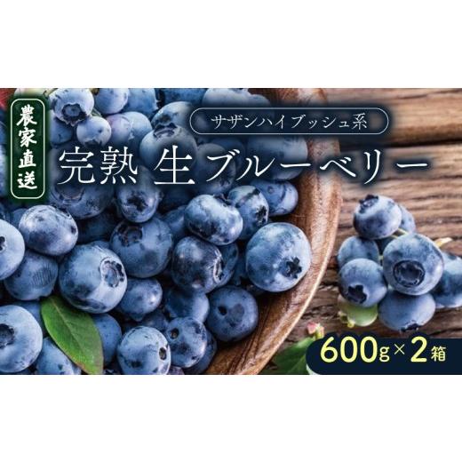 ふるさと納税 果物類 高知県 南国市 農家直送 完熟生ブルーベリー(サザンハイブッシュ系)600g×2箱 | 2027年発送 早期予約 ブルーベリー 生 ブルーベリー …