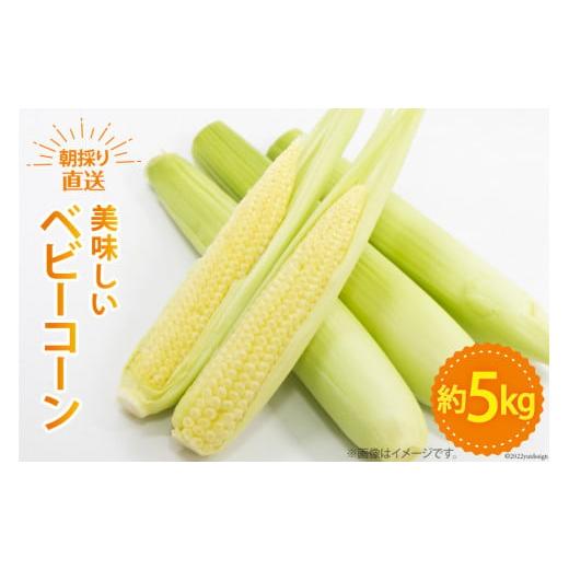 ふるさと納税 とうもろこし 山梨県 中央市 ベビーコーン 約5kg ラハマン農園 山梨県 中央市 21470819 トウモロコシ とうもろこし ベビーコーン ヤングコーン …