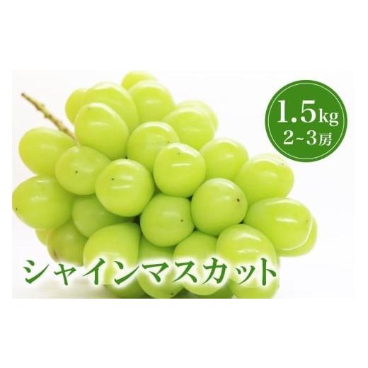 ふるさと納税 ぶどう マスカット 茨城県 石岡市 2026年 先行予約 シャインマスカット 1.5kg 鈴木ぶどう園 2房 〜 3房 ぶどう ブドウ 国産 種なし 果物 くだも…