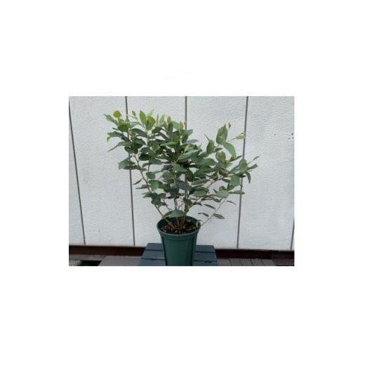 ふるさと納税 花・苗木 三重県 鈴鹿市 おしゃれなカラーリーフ 青葉品種 フォッサギラ ブルーミスト 6号ポット [プラス樹]