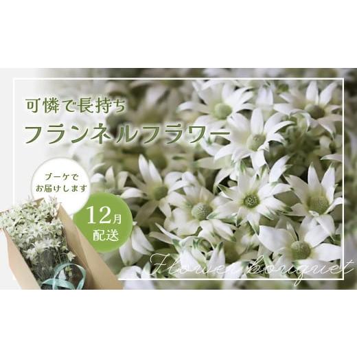 ふるさと納税 花・苗木 花束 岐阜県 下呂市 2025年12月配送 フランネルフラワー(切り花)花束 1束(60輪)約30本 プレゼント 下呂市 岐阜県 生花 馬瀬 ネイ…