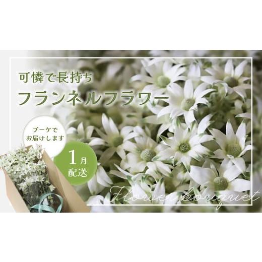 ふるさと納税 花・苗木 花束 岐阜県 下呂市 2026年1月配送 フランネルフラワー(切り花)花束 1束(60輪)約30本 プレゼント 下呂市 岐阜県 生花 馬瀬 ネイテ…