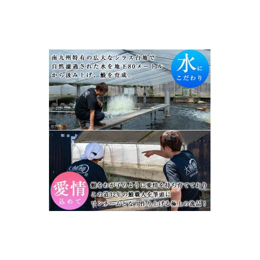 ふるさと納税 うなぎ 鹿児島県 志布志市 うなぎの大楠 大 5尾セット計750g(150g×5尾) うなぎ 鰻 ウナギ 国産 九州産 蒲焼き かばやき 冷凍 うな重 ひつまぶし…_5